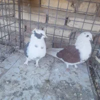 دوجفت کبوتر