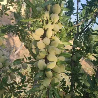 خریدار بادام تلخ