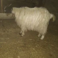 بزغاله و بره|حیوانات مزرعه|کبودرآهنگ, |دیوار