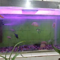 اکواریم ماهی|ماهی|قائن, |دیوار