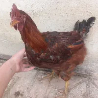 .خروس‌ارگانیک‌محلی