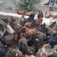 مرغ و خروس