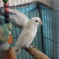 طوطی برزیلی