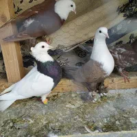 کفتر رنگه کلاغ کربلایی کله سفید و دم سفید|پرنده|تربت‌حیدریه, بهشت عسکری|دیوار