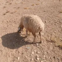 حیوانات