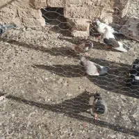 کبوتر کفتر تهرانی|پرنده|قرچک, زیبا شهر|دیوار