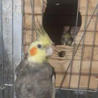 عروس هلندی جفت با تخم