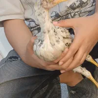 جوجه لاری