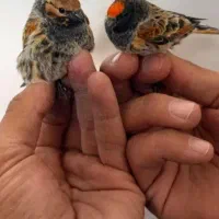 یک جفت گلبسر