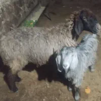 ی ورندیل وکهره ماده