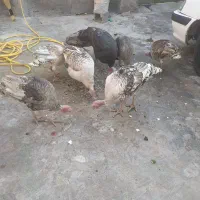 دو بوقلمون نر دونه 3200ماده 3تمن|حیوانات مزرعه|دهدشت, |دیوار