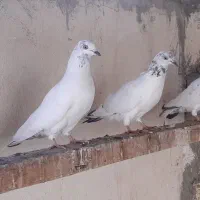 صرب سرخ وتهرونی بازی کن|پرنده|شیراز, شهرک مهرگان|دیوار