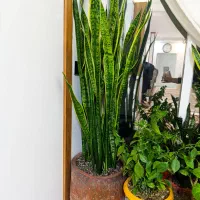 سانسوریا|کلکسیون اشیاء عتیقه|مشهد, حجت|دیوار