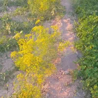 شوید گلدار