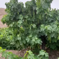 فروش-باغ-انگور