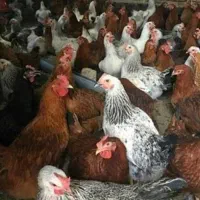 مرغ تخمگذار گلپایگان فقط عمده