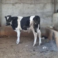 گاو و گوساله