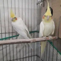 عروس هلندی|پرنده|اهواز, منبع اب|دیوار