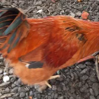 خروس|حیوانات مزرعه|ماسال, |دیوار