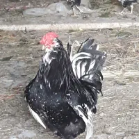 تخم مرغ گلین چهل تاج ریشو|حیوانات مزرعه|اهواز, اهواز|دیوار