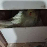 جفت عروس هلندی .روی سه تا تخم