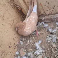 کبوتررنگی|پرنده|داراب, |دیوار