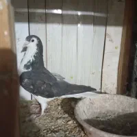 پرنده