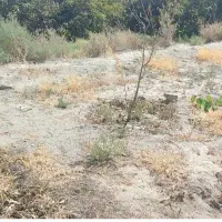 زمین باغ|فروش زمین و ملک کلنگی|اسکو, |دیوار