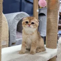 گربه اسکاتیش گلد