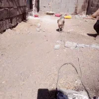 مرغ معامله با کبوتر|حیوانات مزرعه|دلگان, |دیوار