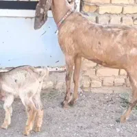 کولار پاکستانی زایده با بزغاله ماده پاکستانی|حیوانات مزرعه|مشهد, آبکوه|دیوار
