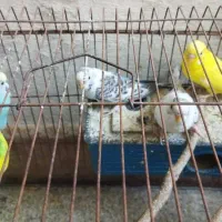 مرغ عشق در کوهچنار|پرنده|کوه چنار, |دیوار