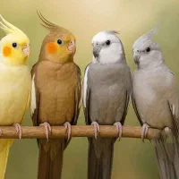 عروس هلندی پیدا شده