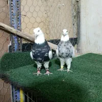 طوقی نسل دار|پرنده|شاهین‌شهر, عطار|دیوار