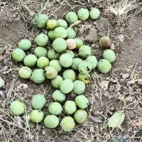 گردوی کاغذی اعلا