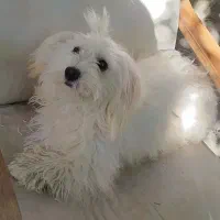 سگ پا کوتاه شیتزو