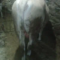 گوساله سمینتال|حیوانات مزرعه|سروآباد, |دیوار