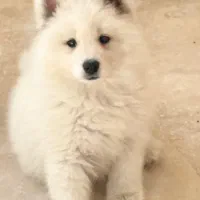 سامویید ۲ماهه