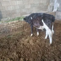 نخری شکم اول زاییده