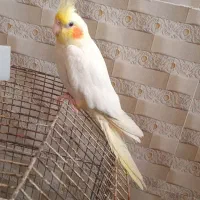 عروس هلندی|پرنده|خرمشهر, |دیوار