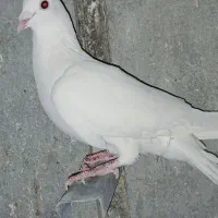 سفید المانی نر به شرط شب بازی