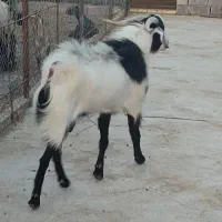 کهره  پازن