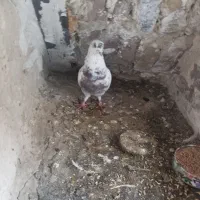 یک عدد کفتر نر سالم تهرانی مولد وغیرتی آدرس آخولا