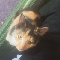 گربه|گربه|گرگان, |دیوار