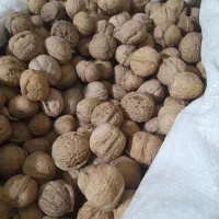 گردو امسالی درجه یک|خوردنی و آشامیدنی|مشهد, حجت|دیوار