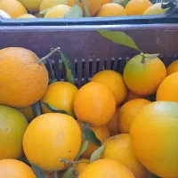 پرتقال تامسون