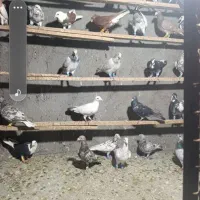 فروش کبوتر دورگ .