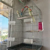 عروس هلندی