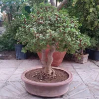 ناز درختی یا کراستولا بنسای