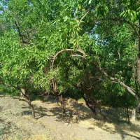 زمین گردوزار